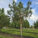 Pinus sylvestris - 1