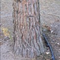 Sequoiadendron giganteum - Foto 5