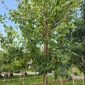 Syringa pekinensis 'China Snow' - 3
