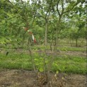 Amelanchier lamarckii - 1