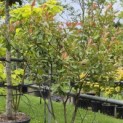 Photinia fraseri 'Red Robin' - 5