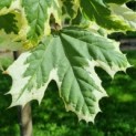 Acer platanoides 'Dummondii' - blad