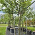 Quercus ilex - 5