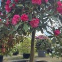 Rhododendron Yakushimanum ‘Fantastica' - 6
