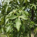 Liquidambar styraciflua 'Palo Alto' - Foto 1