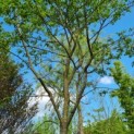 Amelanchier lamarckii - Afbeelding 1