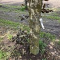 Fagus sylvatica 'Atropunicea' - 2