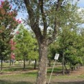 Quercus Suber - 4