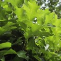 Quercus Palustris 'Green Dwarf' - Foto 2