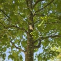 Quercus rubra - 4