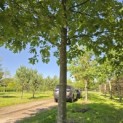 Quercus rubra - 5