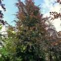 Fagus sylvatica 'Atropunicea' - 1
