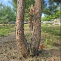 Pinus sylvestris - 5