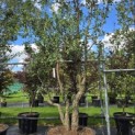 Quercus Suber - 1