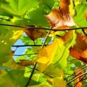 Platanus hispanica - impressie herfstblad plataan