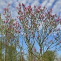Magnolia 'Susan' - 1