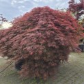 Acer palmatum 'Dragon's fire' - 2