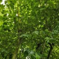 Platanus x Hispanica - 1