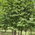 Cornus Mas - 4