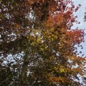 Fagus sylvatica 'Atropunicea' - 4