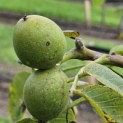 Juglans regia 'Cyril' - impressie grote walnoot Cyril