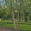 Salix x sepulcralis 'Chrysocoma' - 2