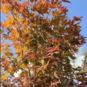Acer palmatum 'Atropurpureum' - 3