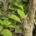 Heptacodium miconioides - Foto 4