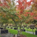 Acer palmatum - 6