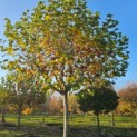 Platanus hispanica - Foto 4