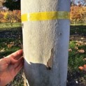 Platanus hispanica - Foto 2
