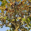Platanus hispanica - Foto 5