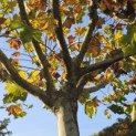 Platanus hispanica - Foto 3