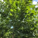 Tilia cordata 'Greenspire' - Foto 2