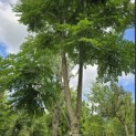 Gymnocladus dioica - 2