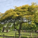 Acer palmatum 'Dissectum' - Foto 2