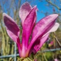 Magnolia 'Susan' - bloem