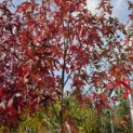Liquidambar styraciflua 'Worplesdon' - 2