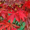 Acer palmatum 'Sumi-Nagashi' - impressie foto