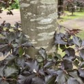 Fagus sylvatica 'Atropunicea' - 4