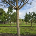 Pinus sylvestris - 2