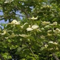 Cornus kousa - 4