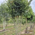 Parrotia persica 'Vanessa' - Foto 2
