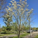 Cornus Florida 'Rainbow' - 1
