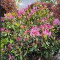 Rhododendron ponticum 'Roseum' - Foto 2