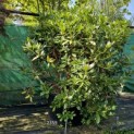 Rhododendron 'Cunningham's White' - september 2024 vak B