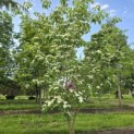 Cornus kousa 'China Girl' - Foto 1