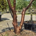 Acer griseum - 2