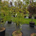 Acer buergerianum - 3