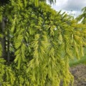 Cedrus deodara 'Aurea' - 9